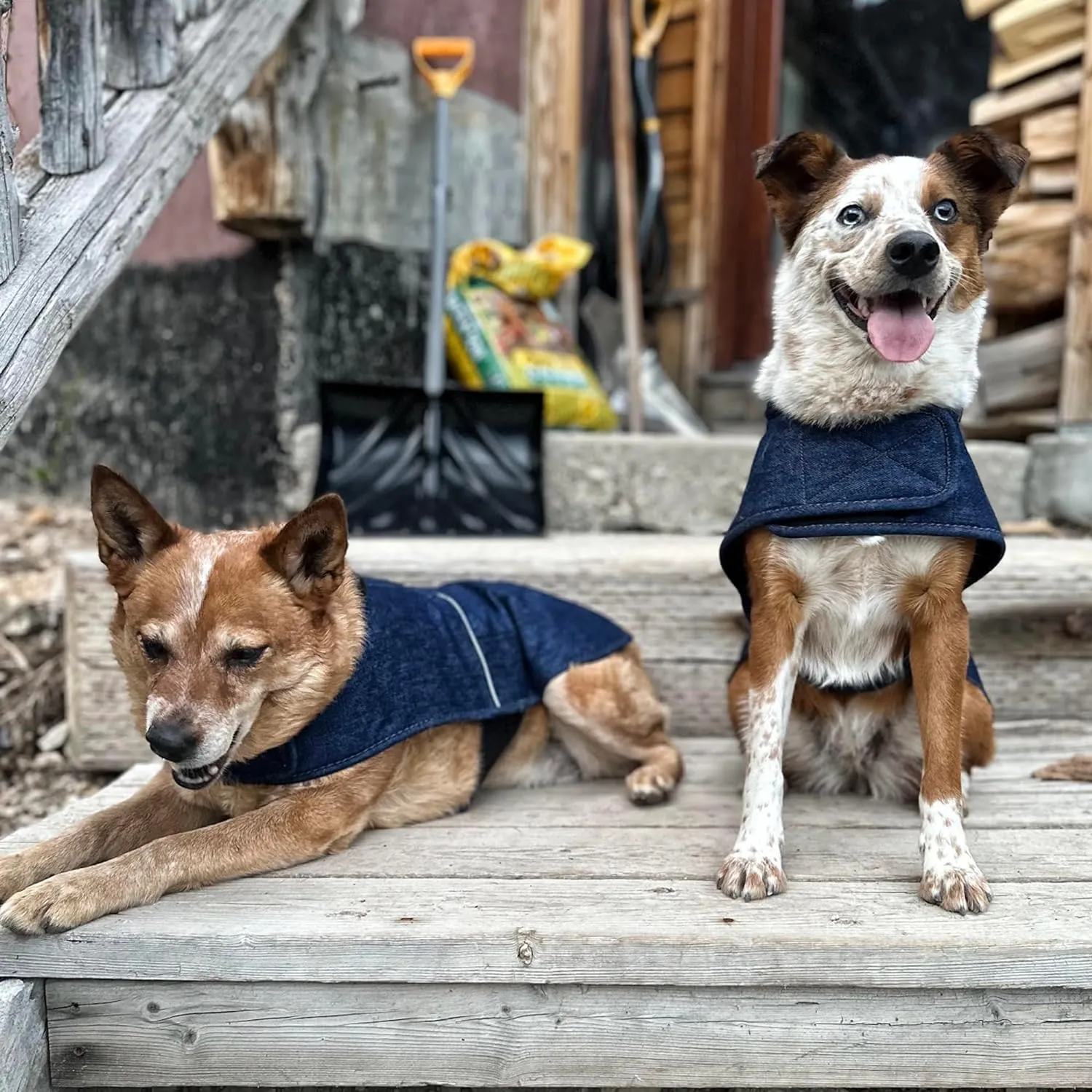 Carhartt Firm Duck Insulated Dog Chore Coat, Durable Weather Resistant Jacket for Cold and Windy Conditions, PFAS Free (Denim), Large
