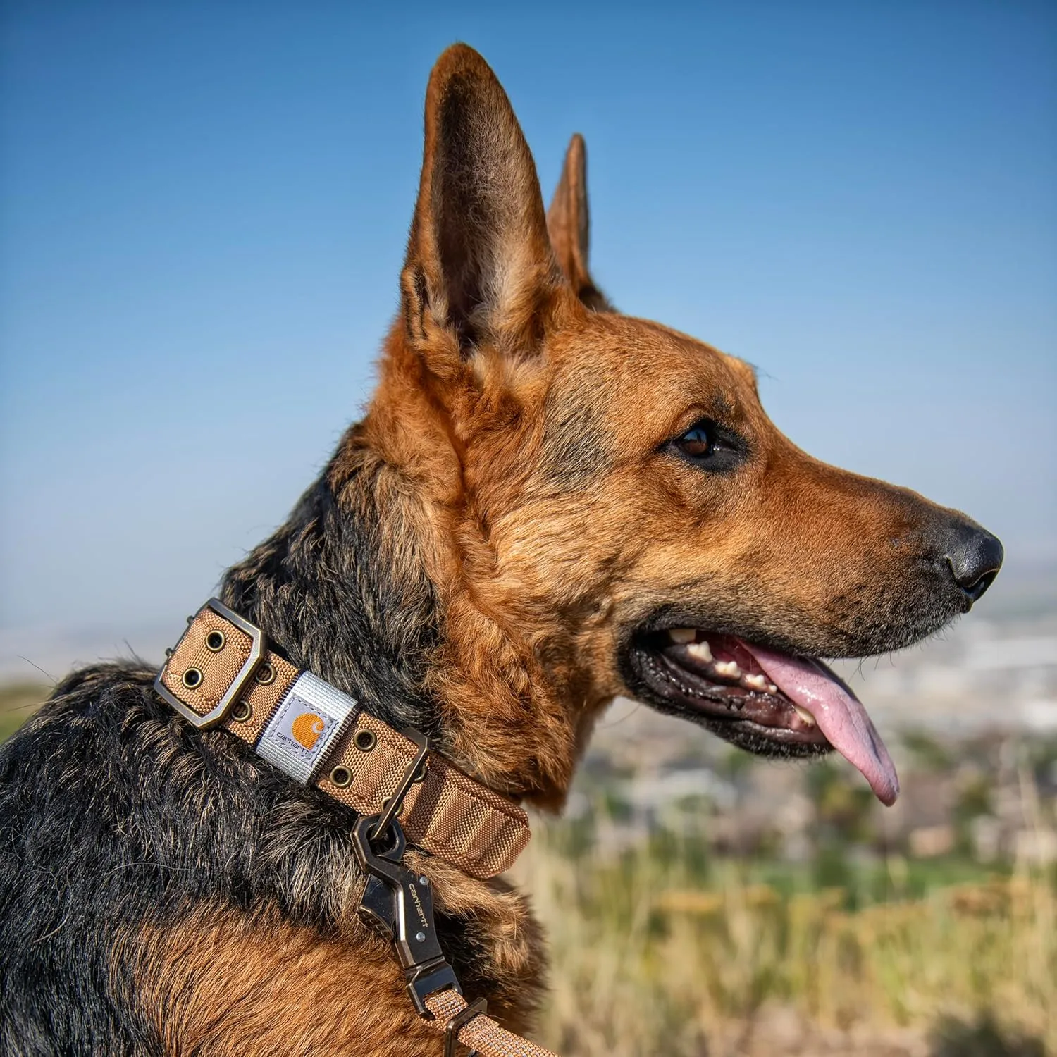 Carhartt Pet Fully Adjustable Wide Webbing Collar for Dogs, Heavy Duty Nylon for Walking & Training, Deep Wine, Medium
