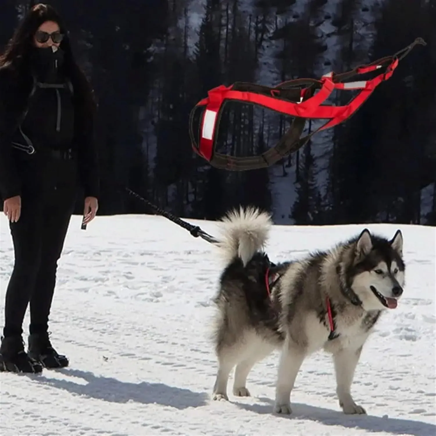 Dog Sledding Harness,Waterproof Reflective Pet Sledding Skijoring Harness Big Large Dogs Weight Pulling Vest for Pet Training(Red,XXL)