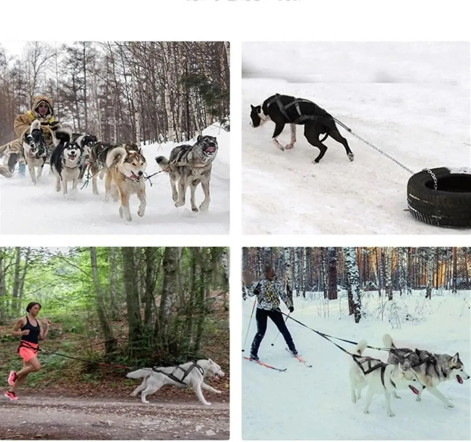 Dog Sledding Harness,Waterproof Reflective Pet Sledding Skijoring Harness Big Large Dogs Weight Pulling Vest for Pet Training(Red,XXL)