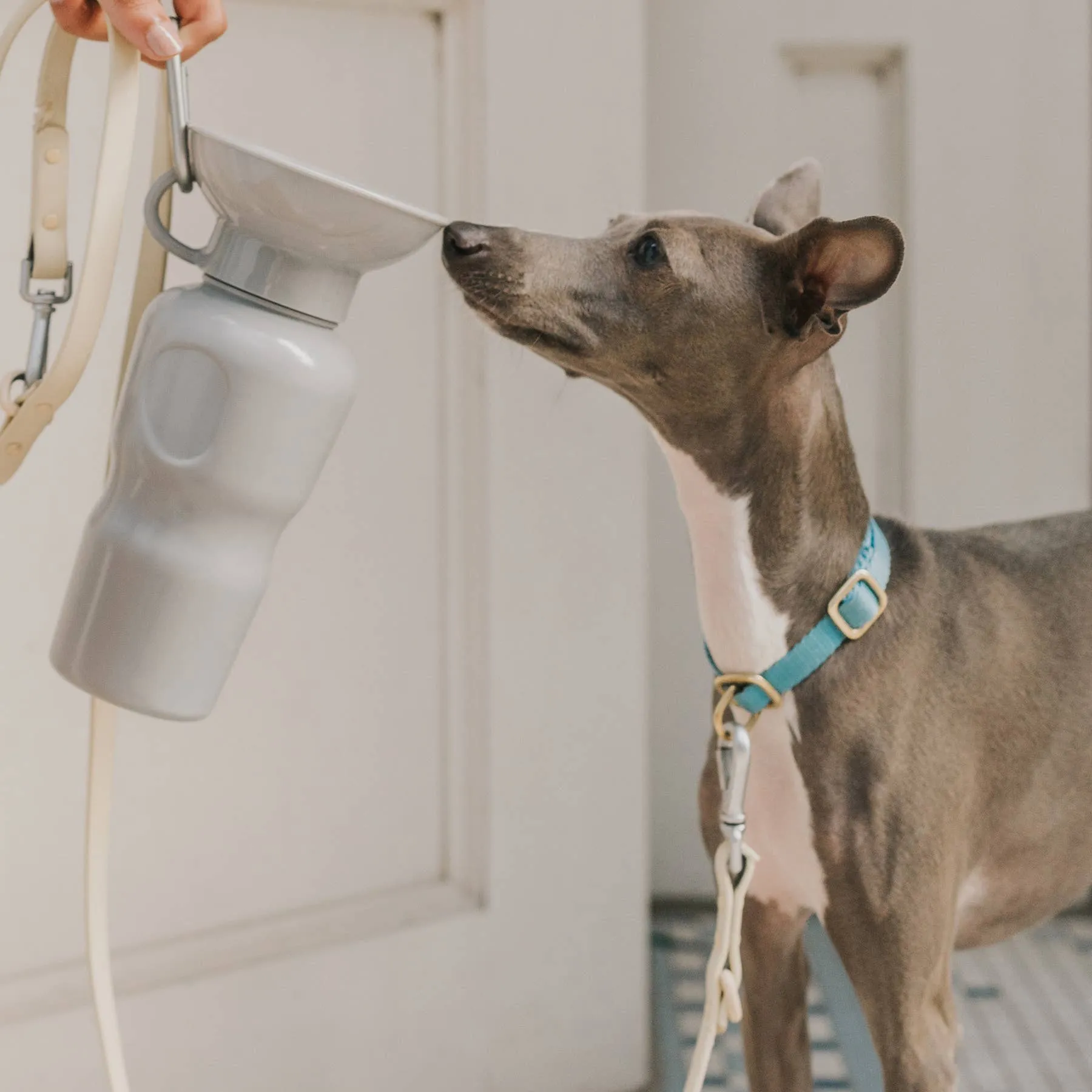 Dog Travel Water Bottle, 22oz, Classic