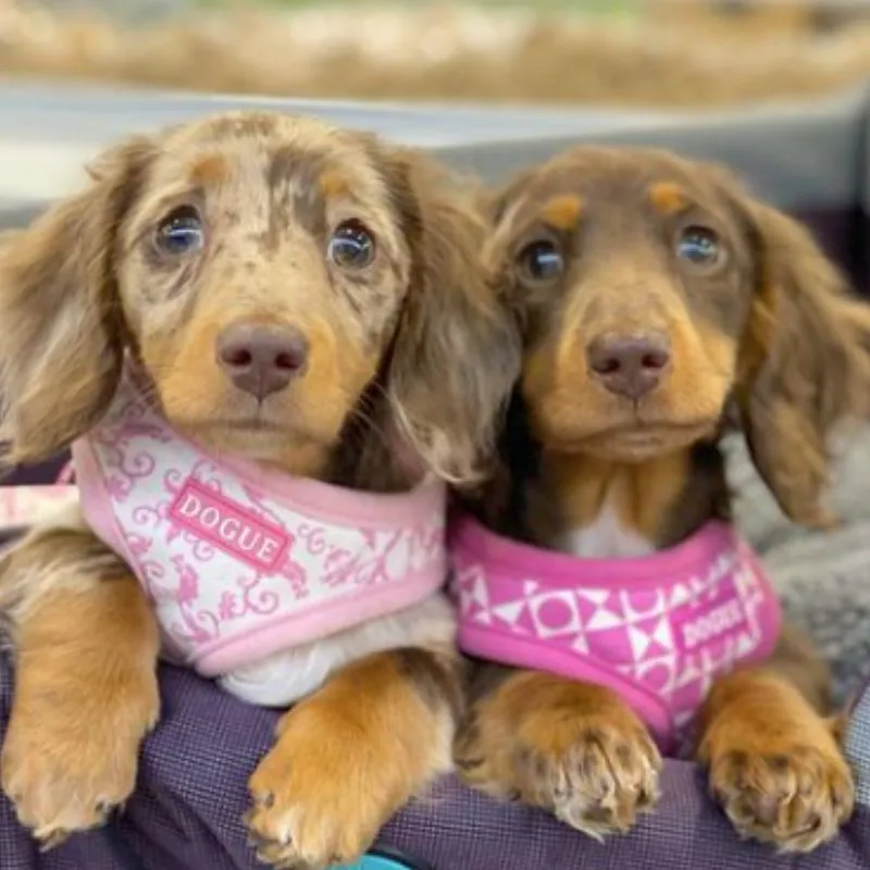 DOGUE Geometric Dog Harness
