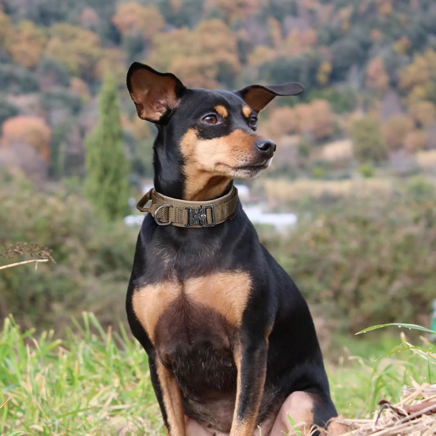 EXCELLENT ELITE SPANKER Tactical Dog Collar Nylon Adjustable Training Collar Military Dog Collar Heavy Duty Metal Buckle with Control Handle for Medium and Large Dogs with Patches(Ranger Green-L)