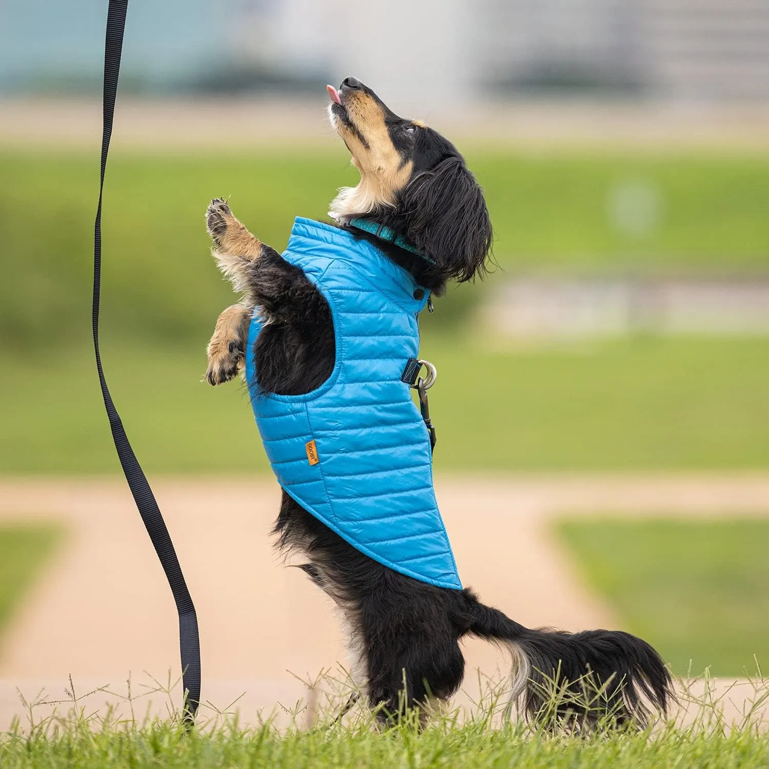 Gooby Puffer Vest Dog Jacket - Blue, Medium - Ultra Thin Zip Up Wind Breaker with Dual D Ring Leash - Water Resistant Small Dog Sweater Coat - Dog Clothes for Small Dogs Boy or Medium Dogs