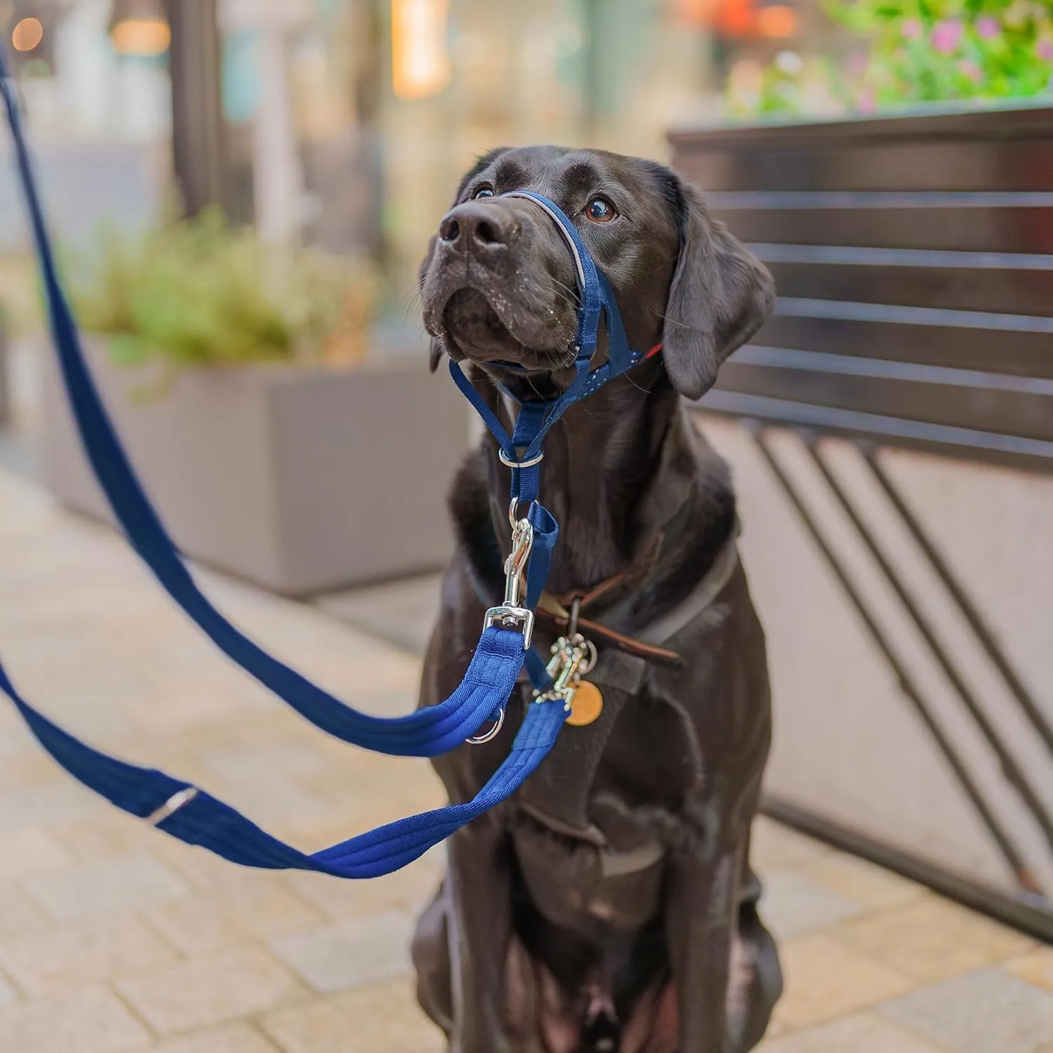 HALTI Headcollar - to Stop Your Dog Pulling on The Leash. Adjustable, Reflective and Lightweight, with Padded Nose Band. Dog Training Anti-Pull Collar for Medium Dogs (Size 2, Cobalt Blue)