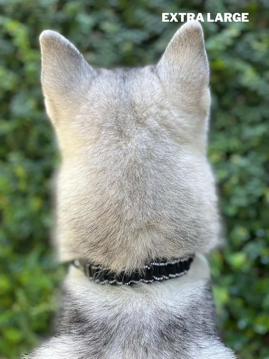 Heavy Duty Dog Collar with Handle | Ballistic Nylon Heavy Duty Collar | Padded Reflective Dog Collar with Adjustable Stainless Steel Hardware | Convenient Sizing for All Breeds X-Large (19-23" Neck)