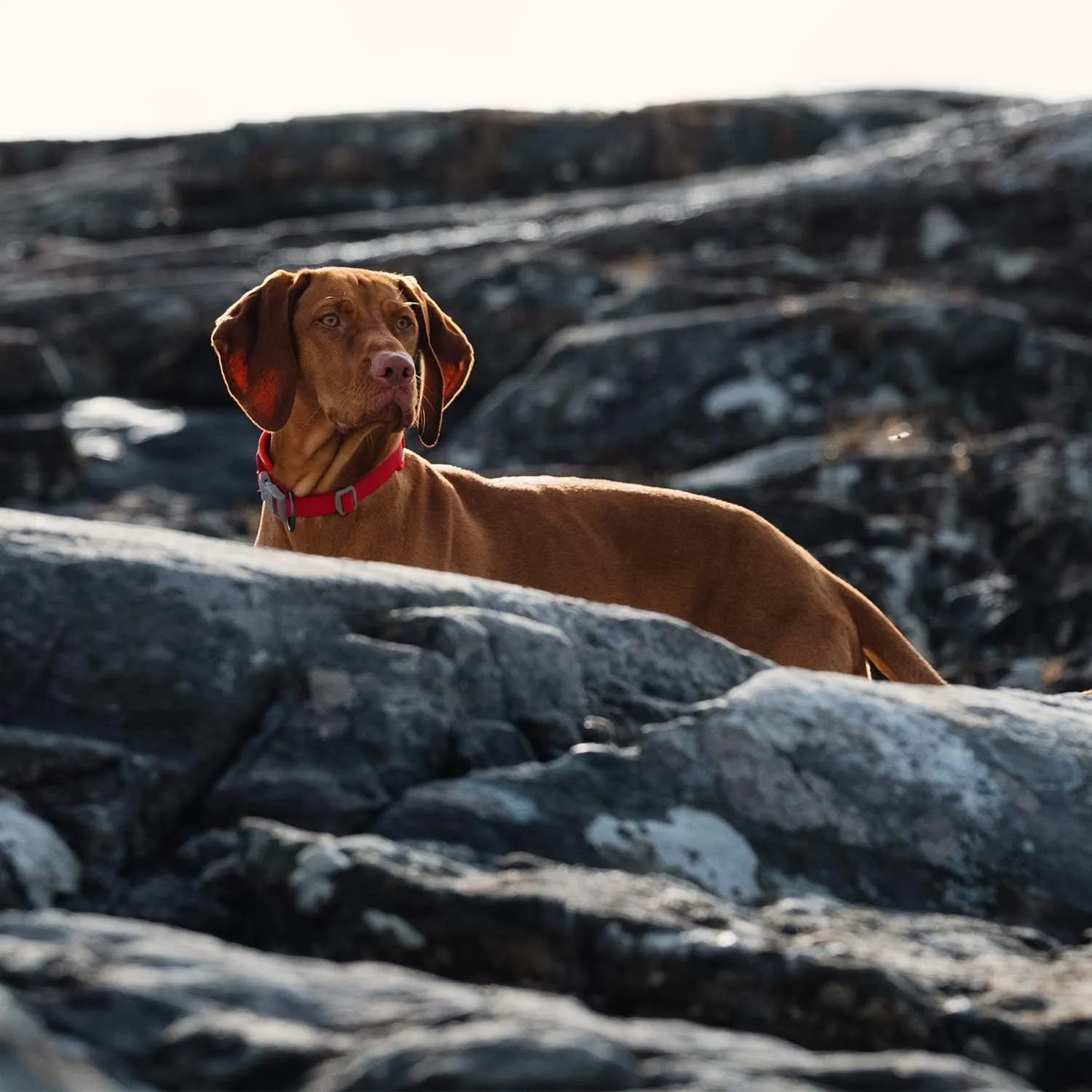 Hurtta Weekend Warrior ECO Dog Collar, Rosehip, 22-26 in