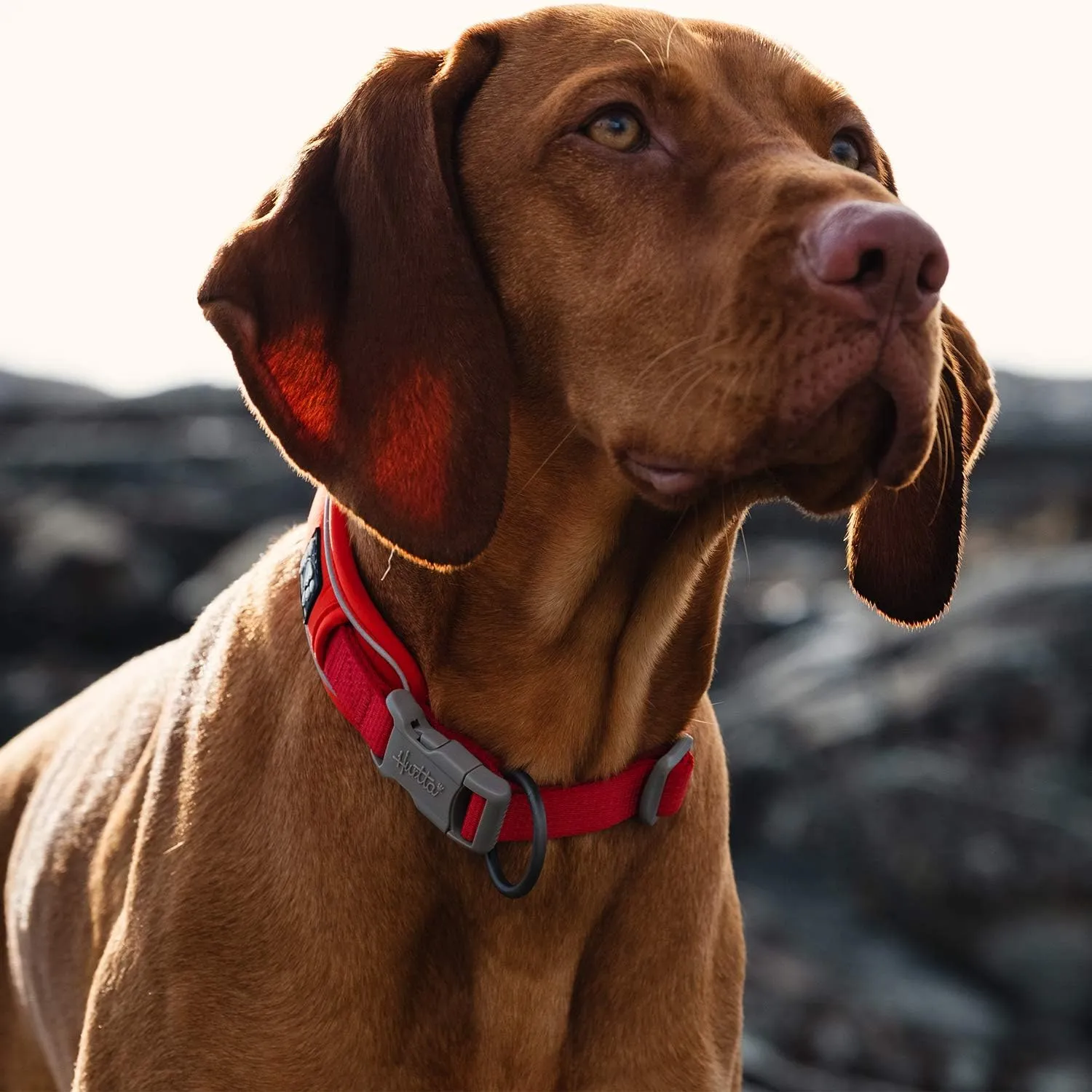 Hurtta Weekend Warrior ECO Dog Collar, Rosehip, 22-26 in