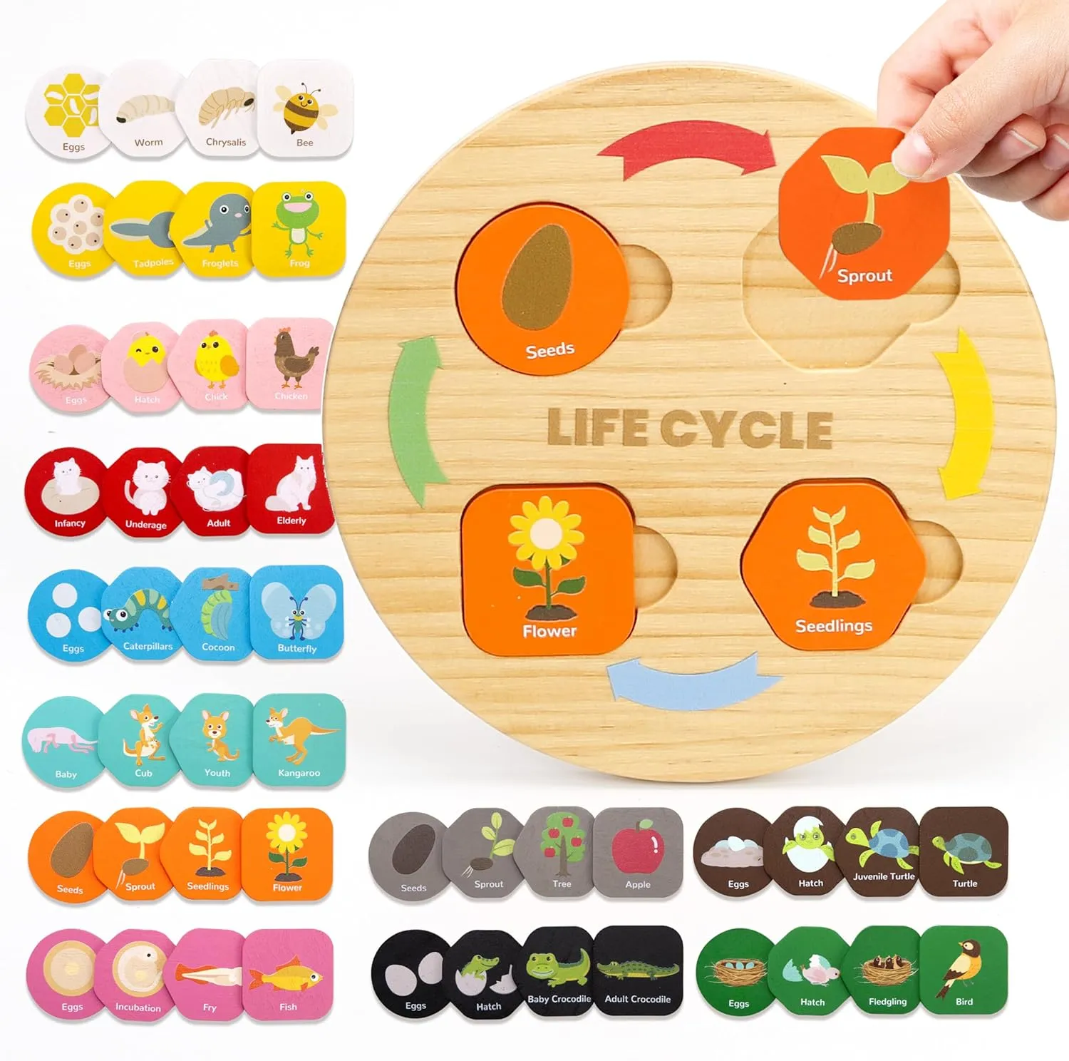 Life Cycle Toys for Kids, 12 Themes Montessori Preschool Science Center Materials, Wooden Learning & Educational Toys for Toddlers, Learning Game Travel Gift STEM Toys for Boys Girls Age 3-6
