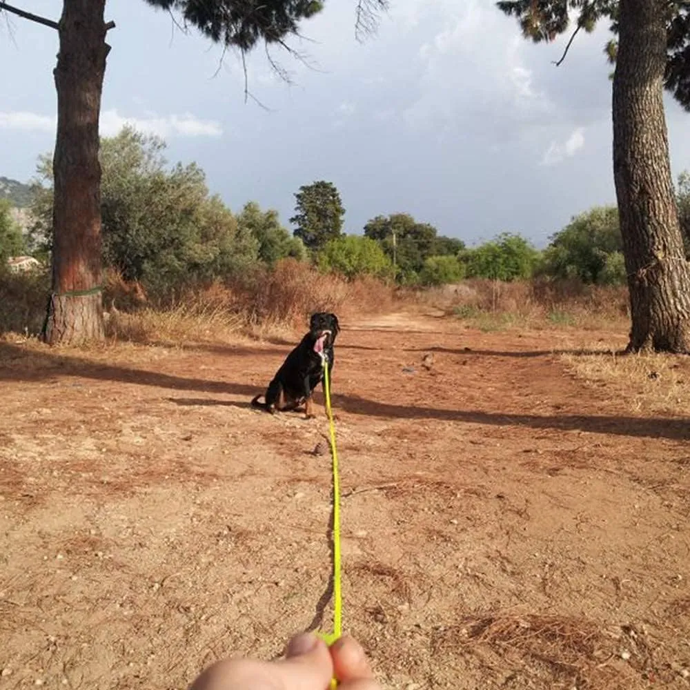 Long Leash Waterproof Training Longline Outdoor Dog Leash Great for Training, Beach, Yard, Play, Camping