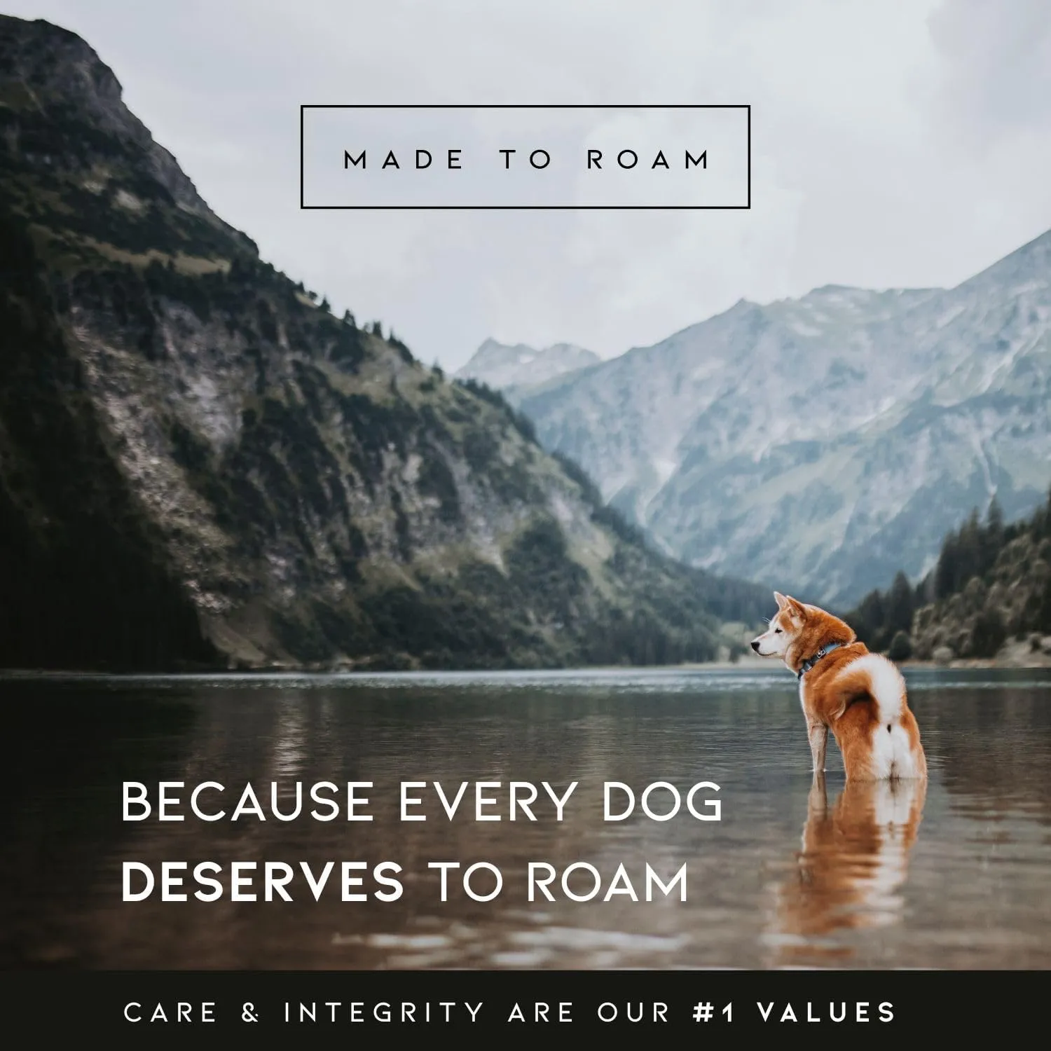 Made to ROAM Premium Dog Collar - Adjustable Heavy Duty Nylon Collar with Quick-Release Metal Buckle (Oregon Haze, Classic Size 4)