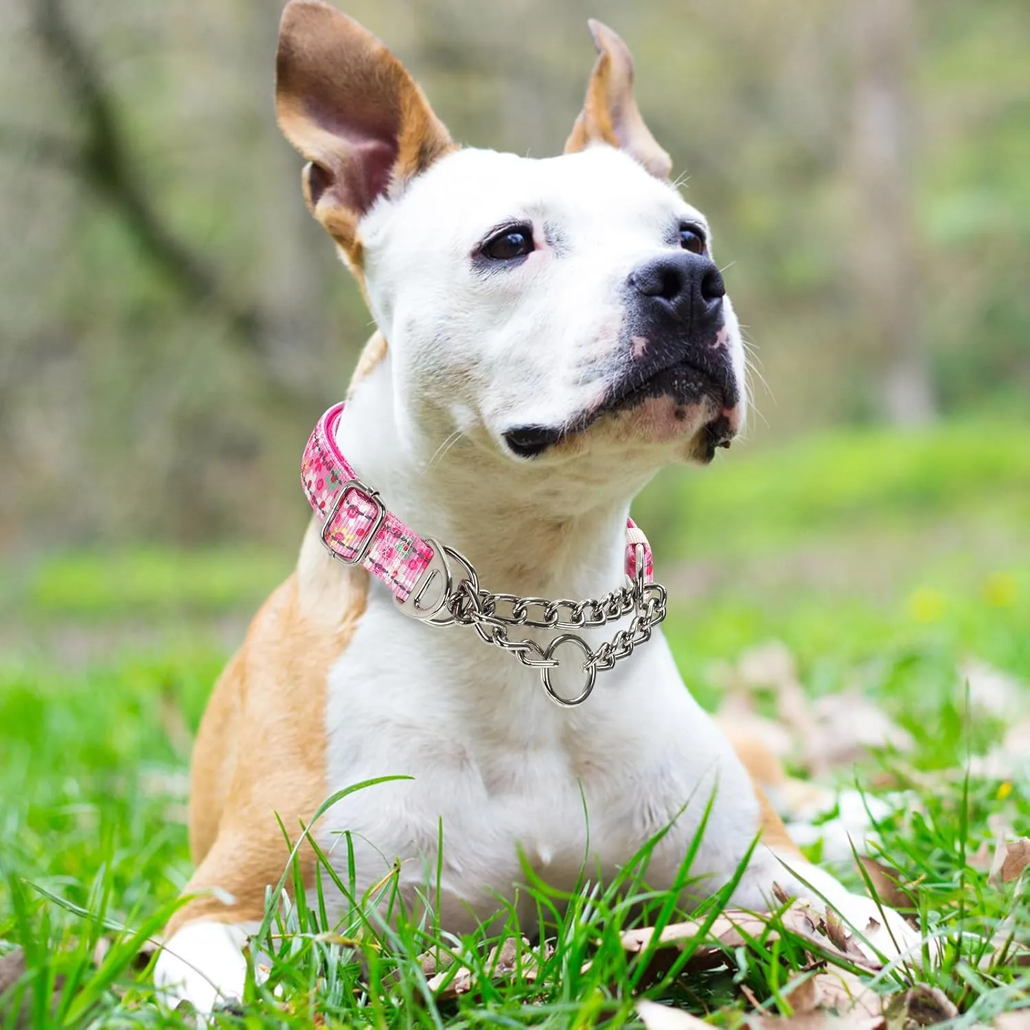 Martingale Collar for Large Dog with Chain，Reflective & Padded Comfortable & Safe No-Pull Dog Collar for Training & Walks（Pink L