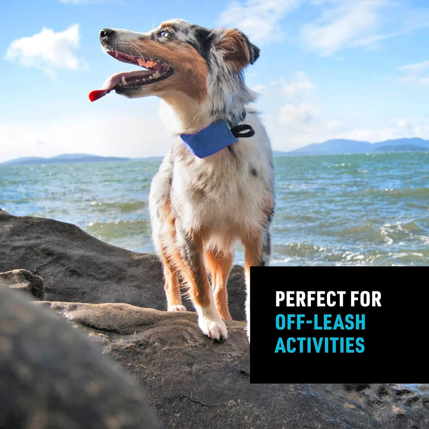 Nite Ize Raddog All-in-One Collar & Leash Combo - Heavy-Duty Dog Collar with Built-in Retractable Leash - 20" to 25" - Blue, X-Large