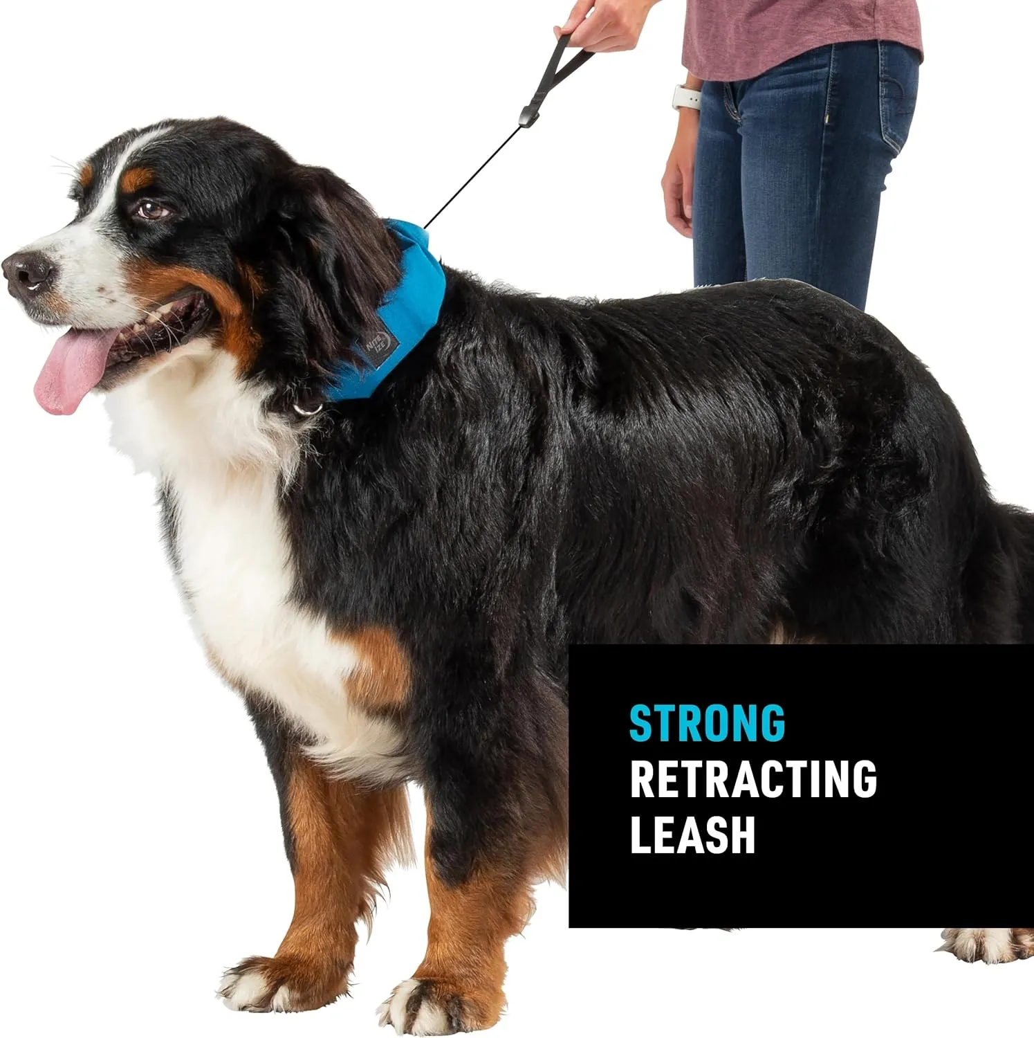 Nite Ize Raddog All-in-One Collar & Leash Combo - Heavy-Duty Dog Collar with Built-in Retractable Leash - 20" to 25" - Blue, X-Large