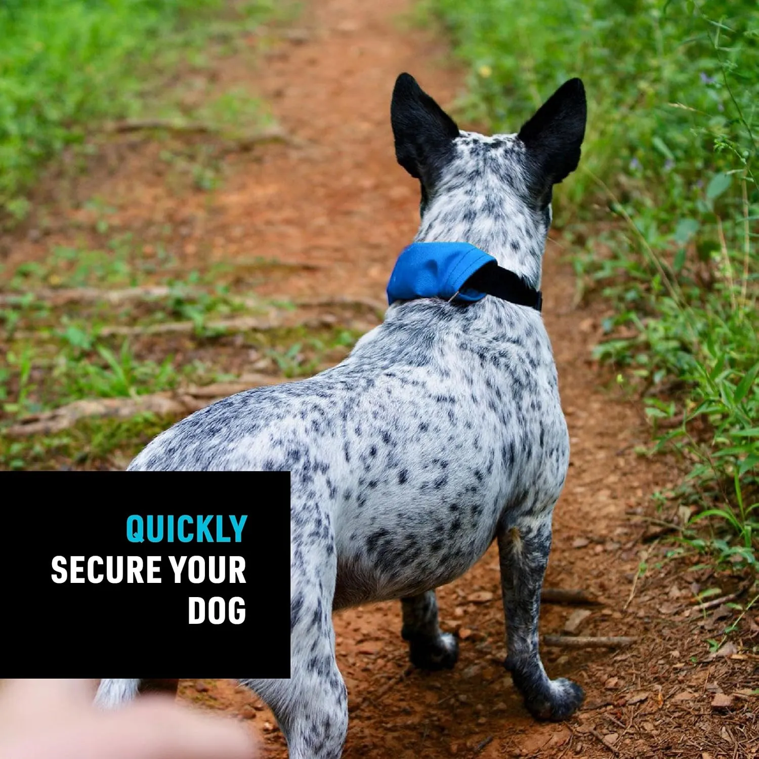 Nite Ize Raddog All-in-One Collar & Leash Combo - Heavy-Duty Dog Collar with Built-in Retractable Leash - 20" to 25" - Blue, X-Large