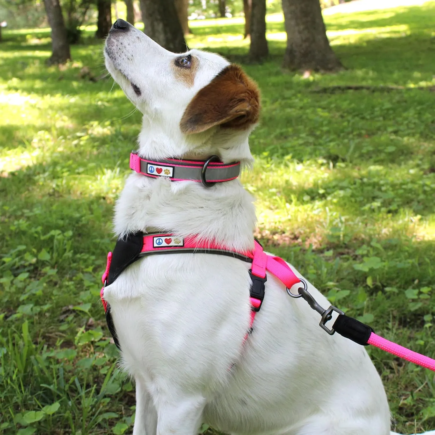 Pawtitas Lumberjack Padded Martingale Collar for Dogs | Soft Neoprene Dog Collar for Your pet's Comfort Made with Reflective Band for Maximum Visibility | Fits Small and Large Pets - Small Pink