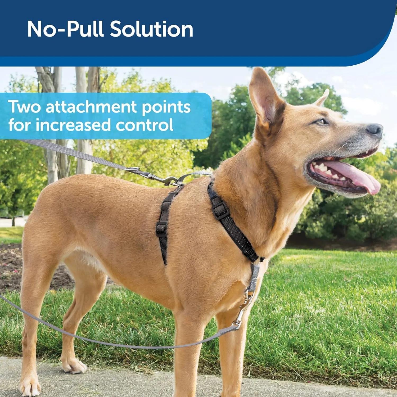 PetSafe 3 in 1 Harness with Two Point Control Leash, No-Pull Harness, Medium, Black, Adjustable