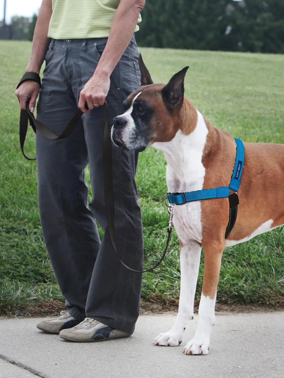 PetSafe Easy Walk Deluxe Dog Harness, No Pull Dog Harness – Perfect for Leash & Harness Training – Stops Pets from Pulling and Choking on Walks – Medium, Ocean