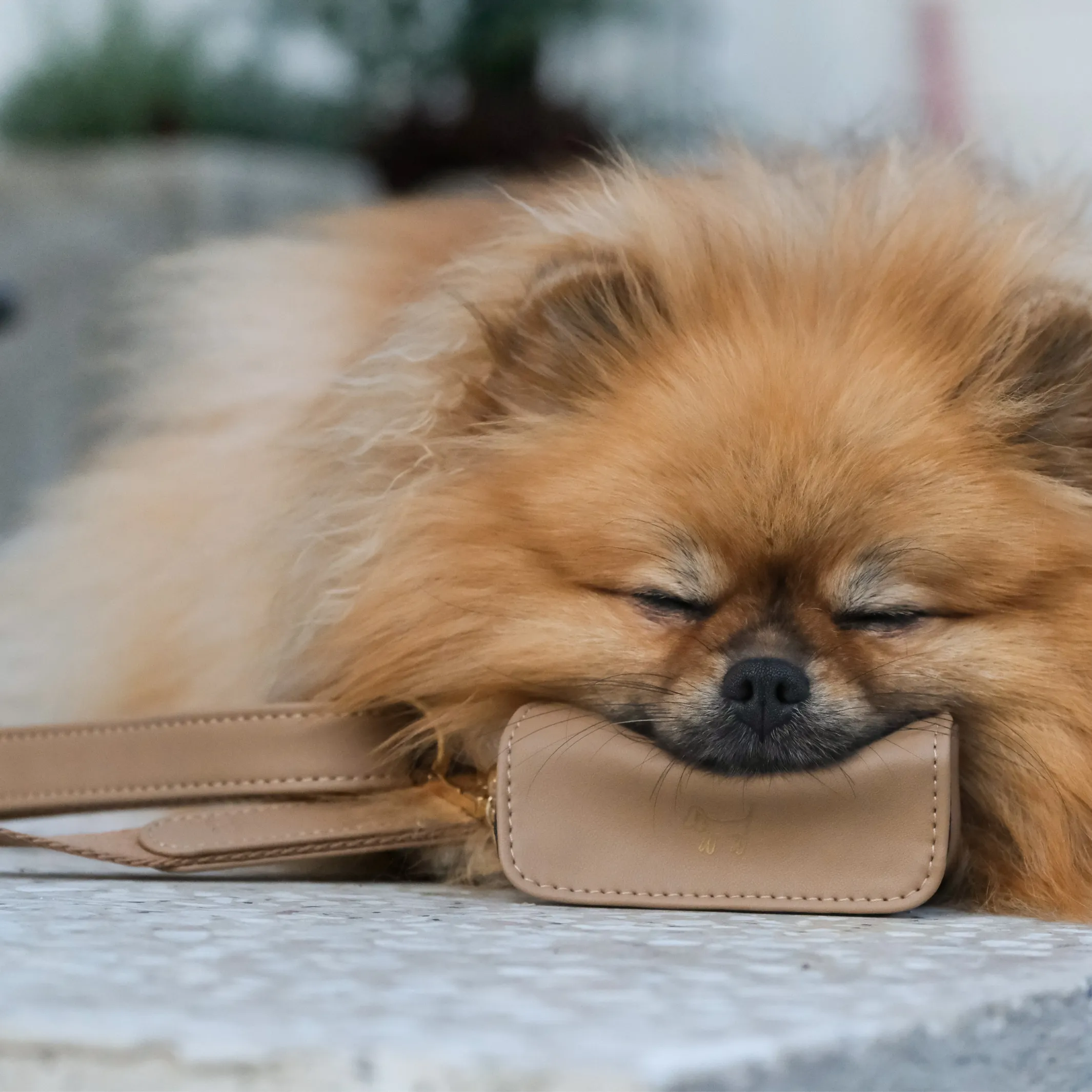 Poop Bag Holder