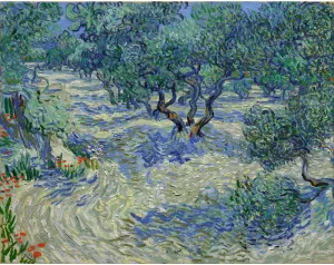 Poster Print Rolled - Van Gogh - Olive Orchard - 30x40 Inch Wall Decor Poster Art Print