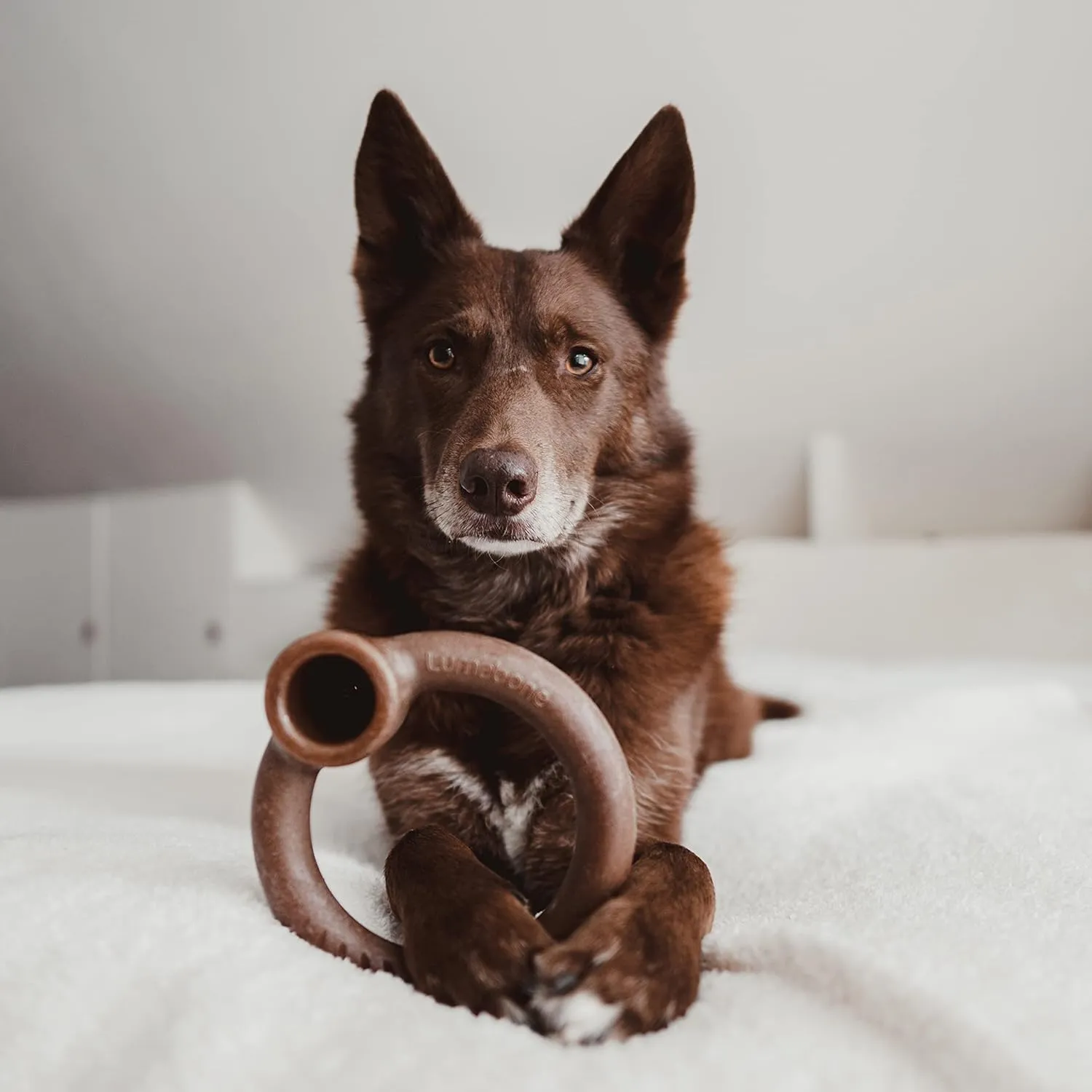 Real Bacon Medium 4-Pack Durable Dog Chew Toys for Aggressive Chewers, Made in USA – Wishbone, Ring Stuffer, Dental Chew, Stick