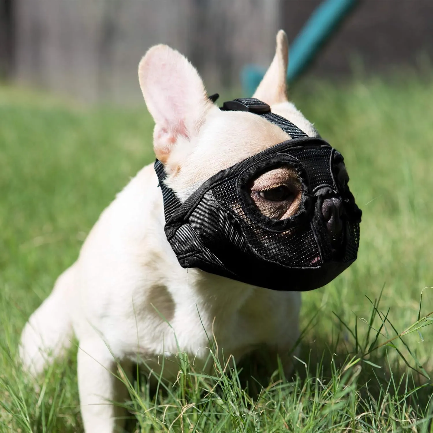 Short Snout Dog Muzzles- Adjustable Breathable Mesh Bulldog Muzzle for Biting Chewing Barking Training Grooming Dog Mask,Black XL