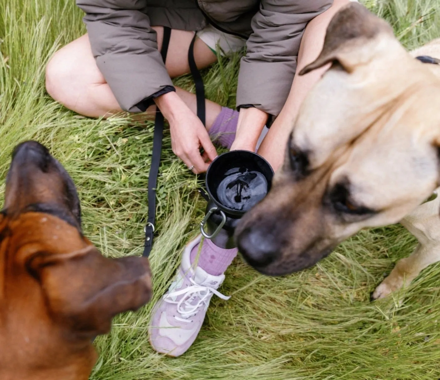 Springer 20oz Dog Water Bottle