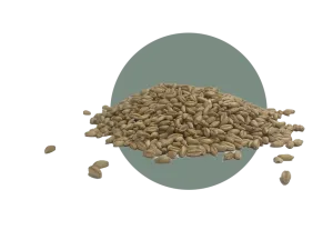 SY Ovation Wheat