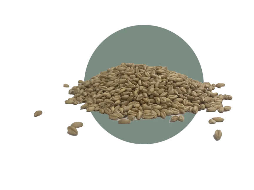 SY Ovation Wheat