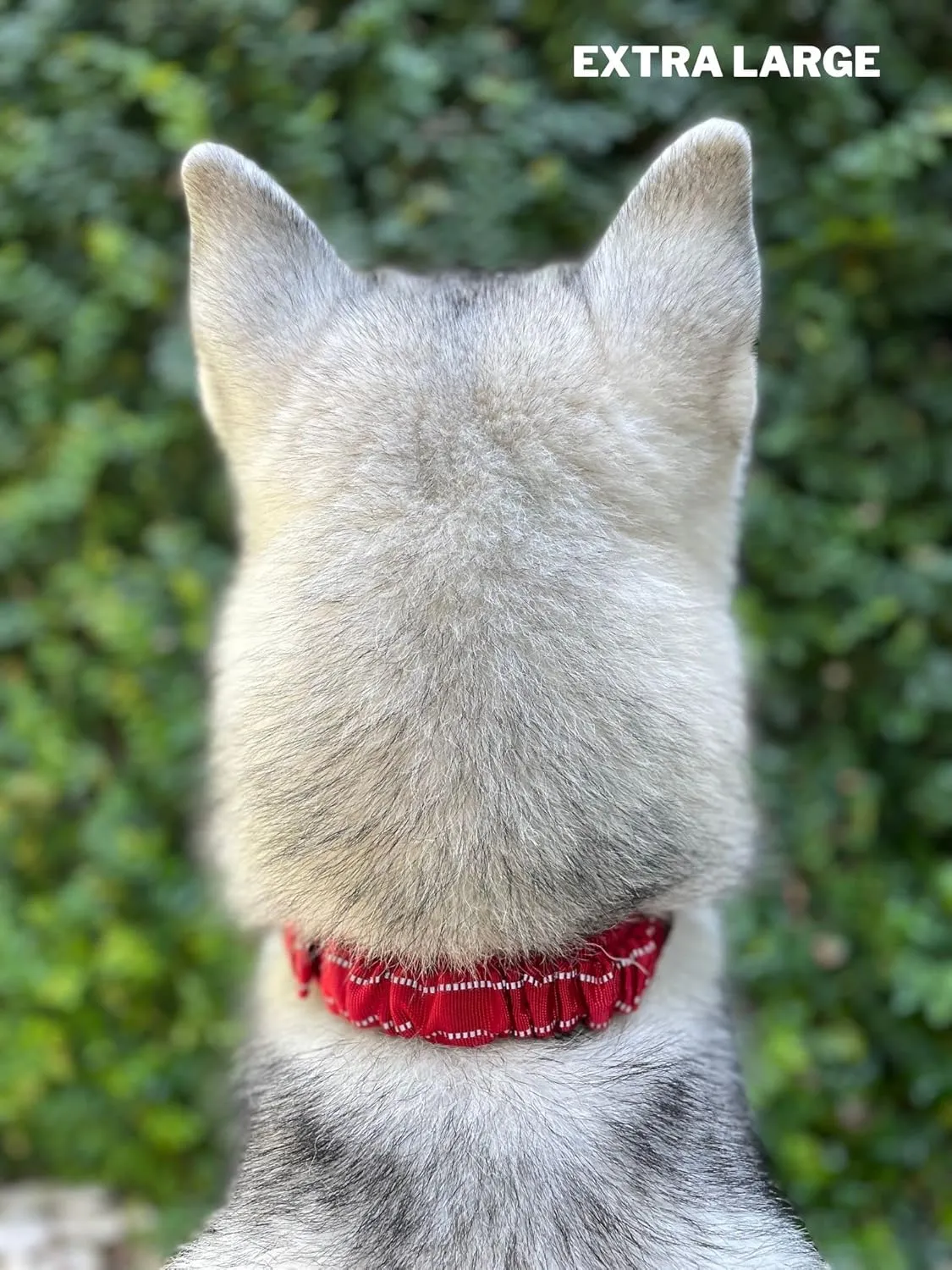 Tuff Pupper Heavy Duty Dog Collar with Handle | Ballistic Nylon Heavy Duty Collar | Padded Reflective Dog Collar with Adjustable Stainless Steel Hardware | Convenient Sizing for All Breeds