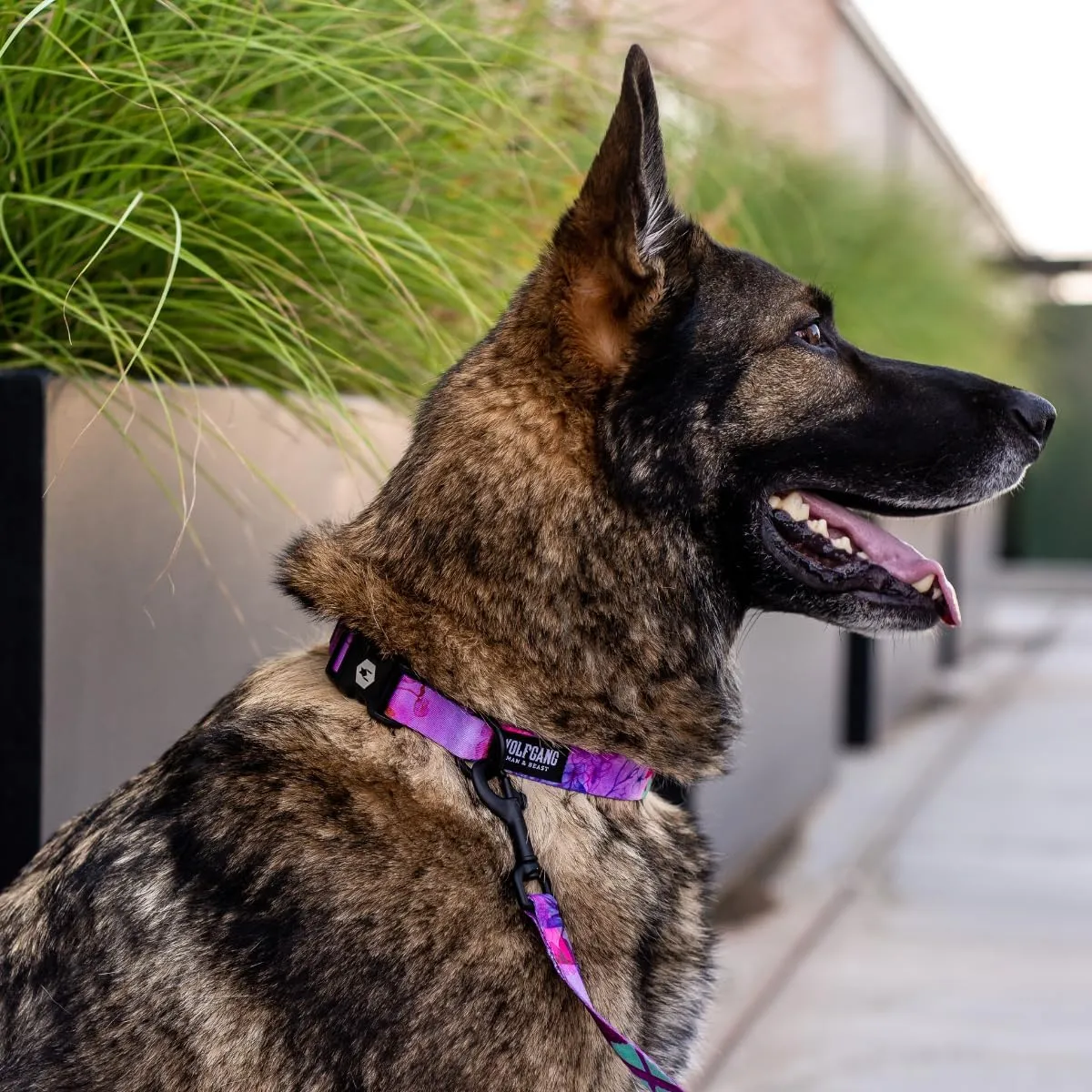 Wolfgang Heavy Duty, Adjustable Dog Collar with Quick Release Nylon Buckle for Walking & Training, Daydream Print, Small